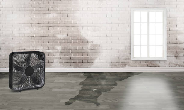 Best Professional water damage repair  in Kirkl, IN